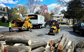 Best Tree Maintenance Programs  in Cottageville, SC