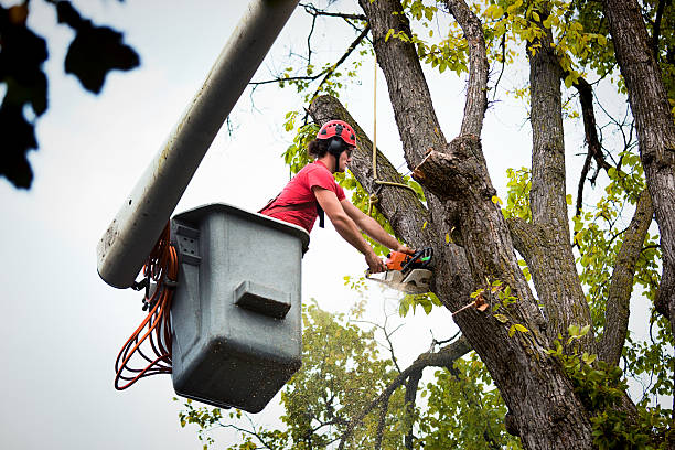 Best Tree Cabling and Bracing  in Cottageville, SC